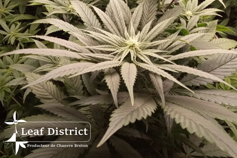 Photo-leaf-district-1-900x600px