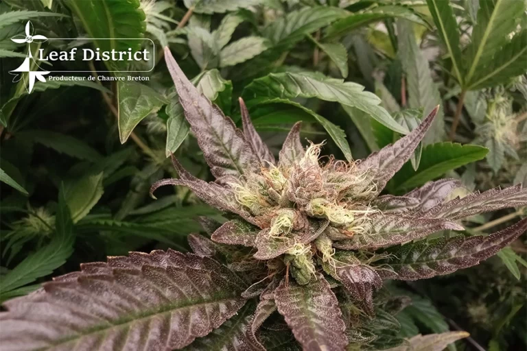 Photo-leaf-district-2-900x600px