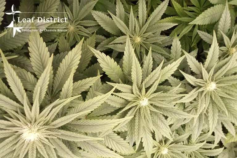 Photo-leaf-district-3-900x600px