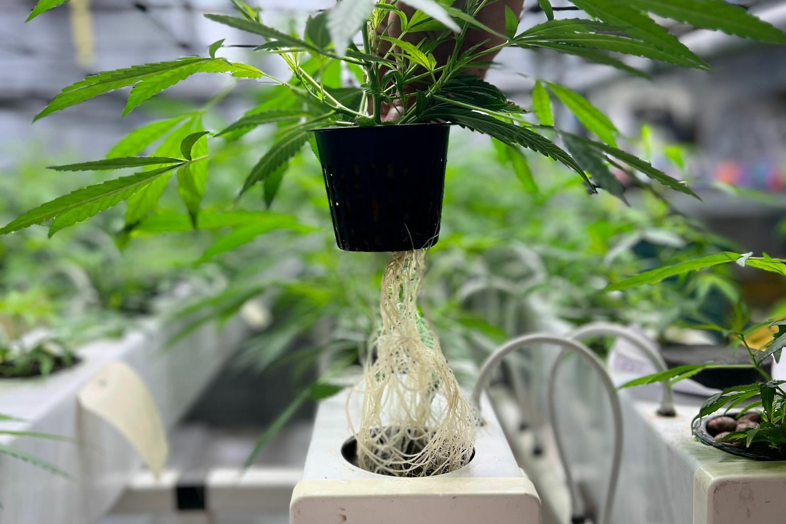 Système Racinaire en Hydroponie AeroFlo 40 de GHE par Leaf-District