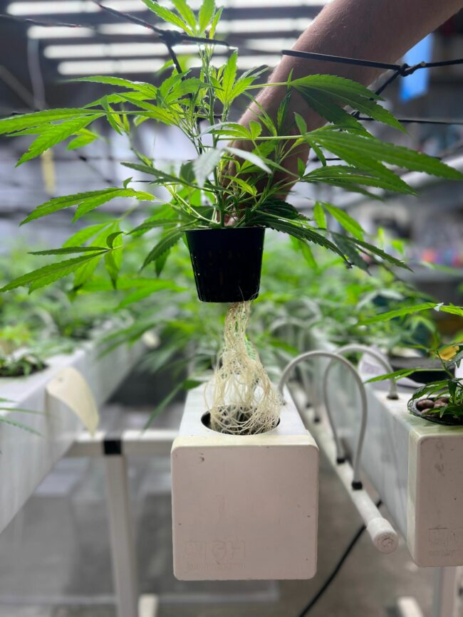 Système Racinaire en Hydroponie AeroFlo 40 de GHE par Leaf-District