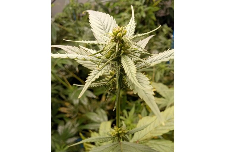 Spray STS Spray STS par Leaf District