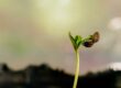 La germination des semis chez les chanvriers
