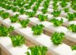 La culture hydroponique pour professionnels et particuliers chez Leaf District