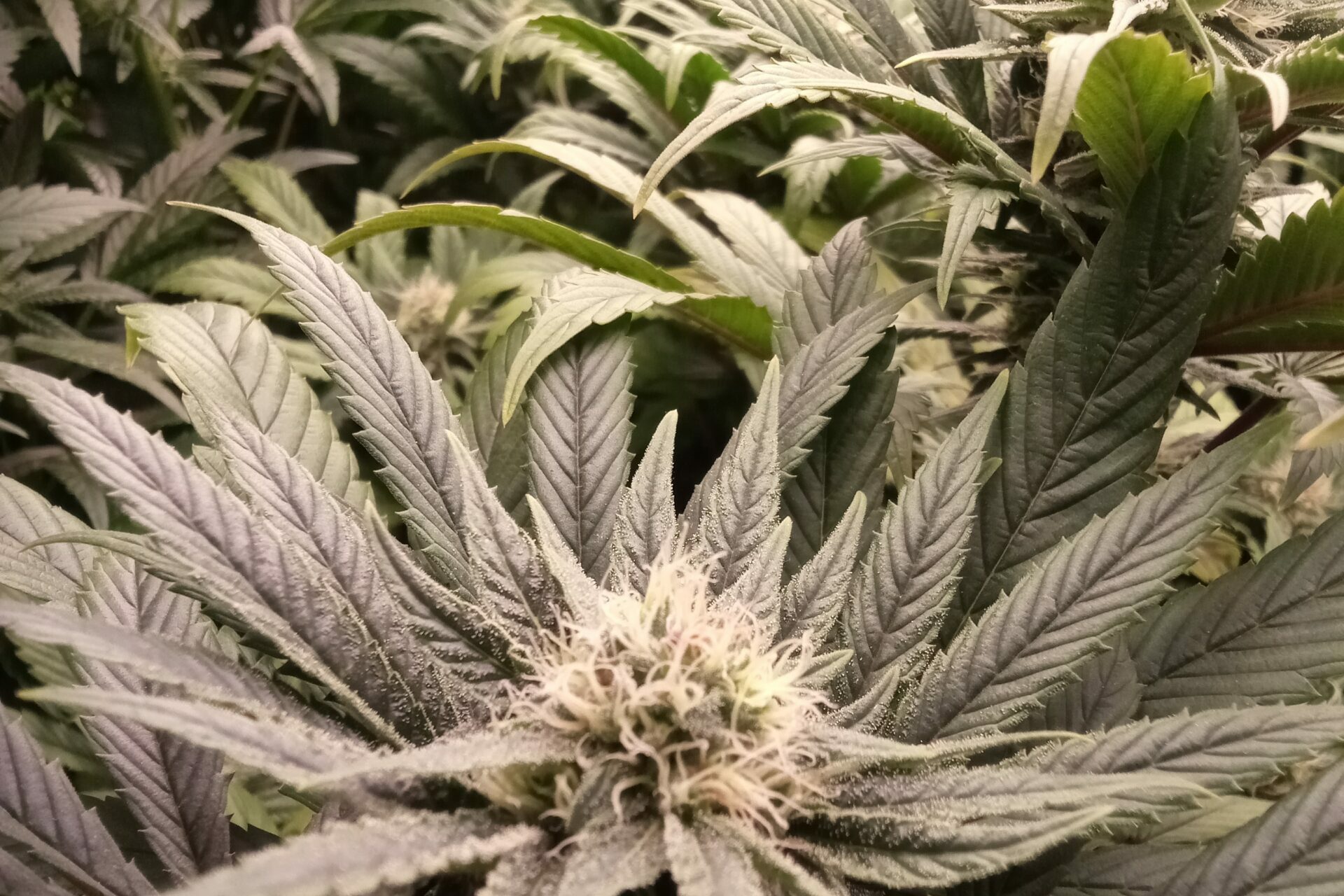 Chanvre/ cannabis triploïde